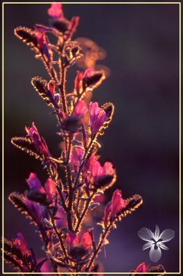 Echium c.jpg
